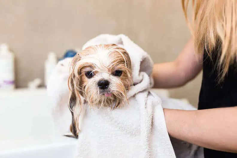 Dog grooming for sales beginners